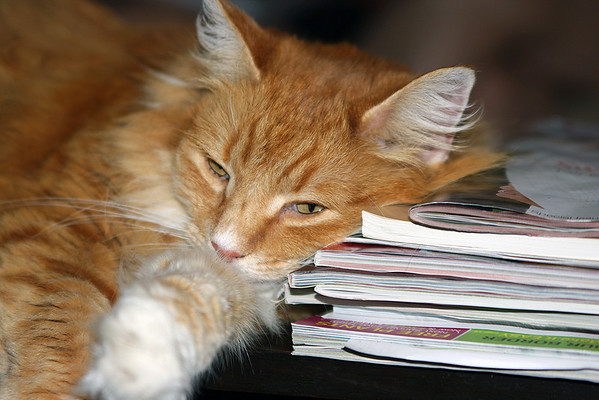 IMAGE: http://m-b-photography.smugmug.com/photos/366426073_CTzPV-M.jpg