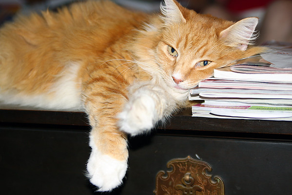 IMAGE: http://m-b-photography.smugmug.com/photos/366426256_gAjgr-M.jpg